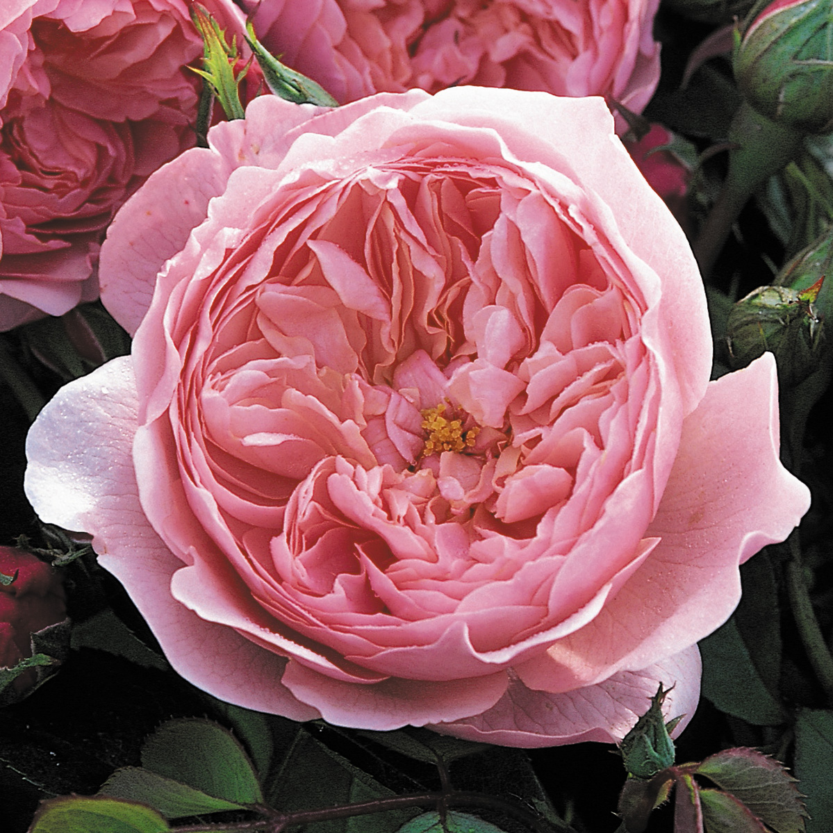 The Alnwick rose